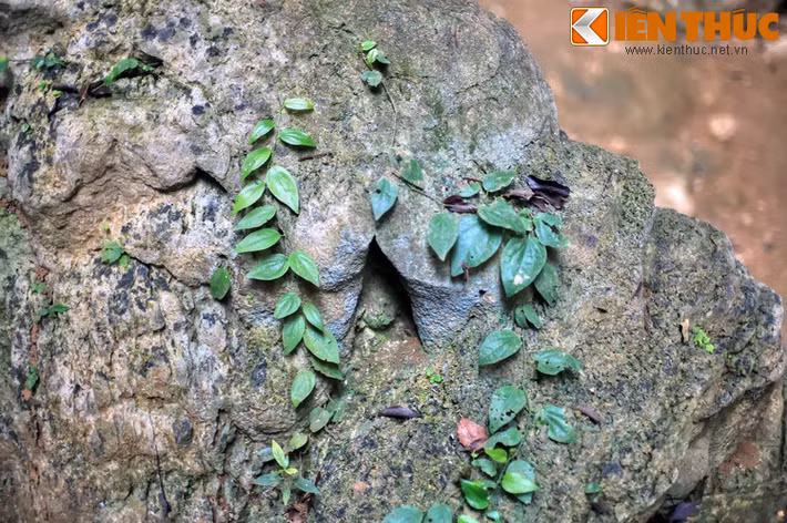 Hay những loài cây bám trên đá...