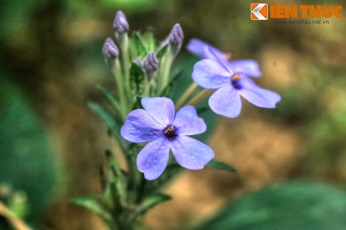 Sắc màu tươi đẹp của thiên nhiên hiện diện ở mọi nơi, từ những bông hoa dại ven đường...