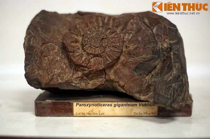 Các mẫu hóa thạch động vật, thực vật... niên đại từ hàng chục nghìn cho đến hàng triệu năm cung cấp kiến thức trực quan về ngành cổ sinh học.