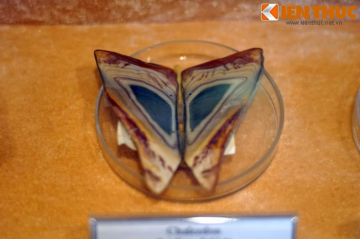 Mẫu chalcedon cắt đôi xếp cạnh nhau trông như một con bướm rực rỡ. Hiện vật thu thập ở Quỳ Hợp, Nghệ An năm 1992.