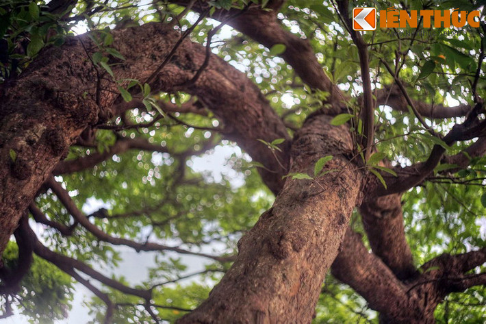 Không ai biết cây đã bao nhiêu tuổi. Chỉ có một điều chắc chắn rằng nhiều người cao tuổi ở quanh hồ Gươm vẫn nhớ về kỷ niệm ấu thơ khi leo trèo, đùa nghịch trên cây lộc vừng trứ danh.