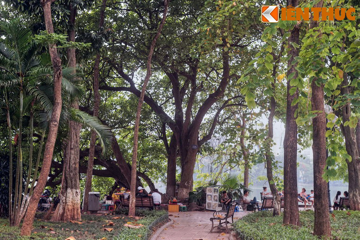 Nằm gần bến tàu điện bờ hồ, cây lộc vừng cổ thụ 9 gốc cũng là điểm hẹn quen thuộc của các đôi trai gái Hà Nội một thời.