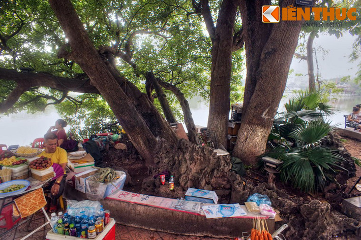 Cũng không rõ đây là một cây lộc vừng có 9 gốc hay là 9 gốc của 9 cây riêng biệt chụm lại.