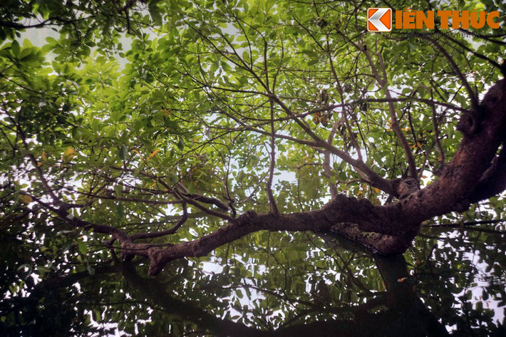 Những kỷ niệm đó sẽ không bao giờ mất đi, cũng như hình ảnh cây lộc vừng thân thương đã trở thành một phần ký ức lịch sử trường tồn cùng Hà Nội theo dòng thời gian chảy về vô cực.