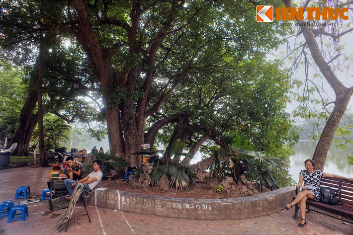 Cây lộc vừng này nằm sát bờ hồ phía đường Đinh Tiên Hoàng, đối diện Tổng công ty Điện lực Hà Nội. Tên gọi của cây bắt nguồn từ hình dáng độc đáo, với 9 gốc cây cong cong như con rồng vươn mình ra mặt hồ.