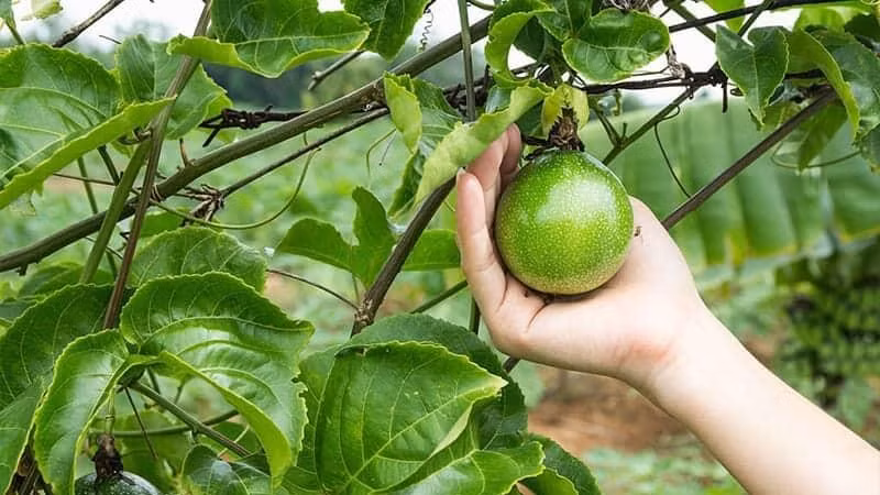 2 bệnh nhi bị ngộ độc lúc nhập viện điều trị. Ảnh adn.com.vn