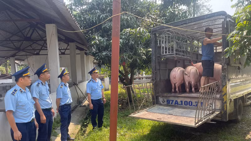 Cao Bằng bắt giữ lợn không nguồn gốc trong vụ chống dịch tả lợn Châu Phi