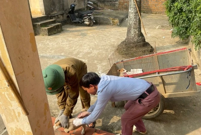 Phòng chống bệnh dại tại Hà Nội, cần chủ động tiêm phòng và giám sát