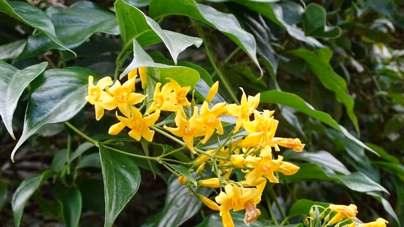 Trẻ suýt mất mạng vì gia đình chữa táo bón bằng bài thuốc truyền miệng
