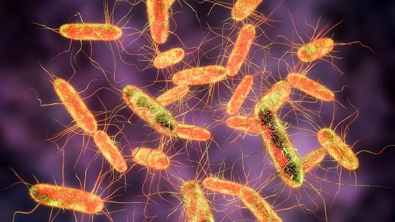 Vụ ngộ độc thực phẩm tại Đồng Tháp: Salmonella gây ra hơn 290 ca mắc
