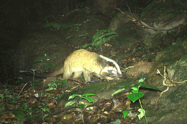 Cận cảnh các động vật quý hiếm ở Vườn Quốc gia Vũ Quang - Hình 3 Can canh cac dong vat quy hiem o Vuon Quoc gia Vu Quang-Hinh-3