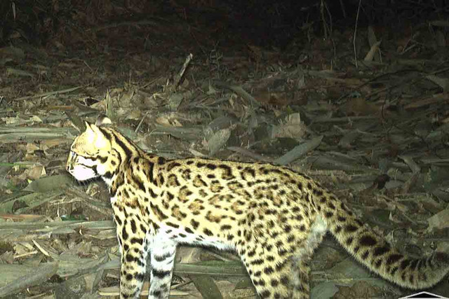 Cận cảnh các động vật quý hiếm ở Vườn Quốc gia Vũ Quang - Hình 10 Can canh cac dong vat quy hiem o Vuon Quoc gia Vu Quang-Hinh-10