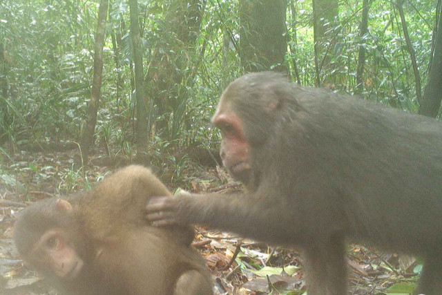 Cận cảnh các động vật quý hiếm ở Vườn Quốc gia Vũ Quang - Hình 5 Can canh cac dong vat quy hiem o Vuon Quoc gia Vu Quang-Hinh-5