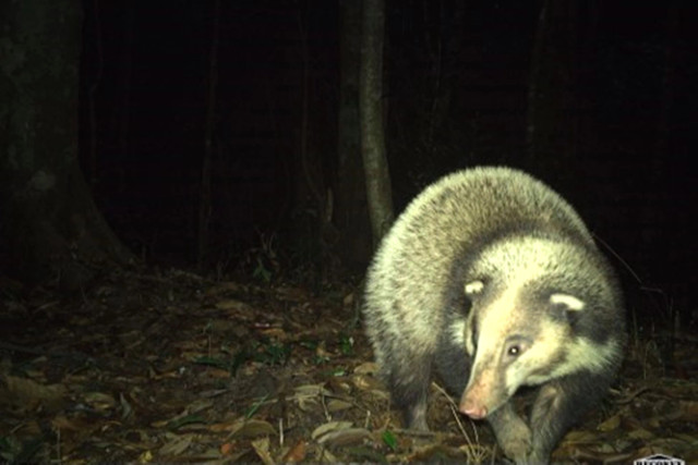 Cận cảnh các động vật quý hiếm ở Vườn Quốc gia Vũ Quang - Hình 13 Can canh cac dong vat quy hiem o Vuon Quoc gia Vu Quang-Hinh-13