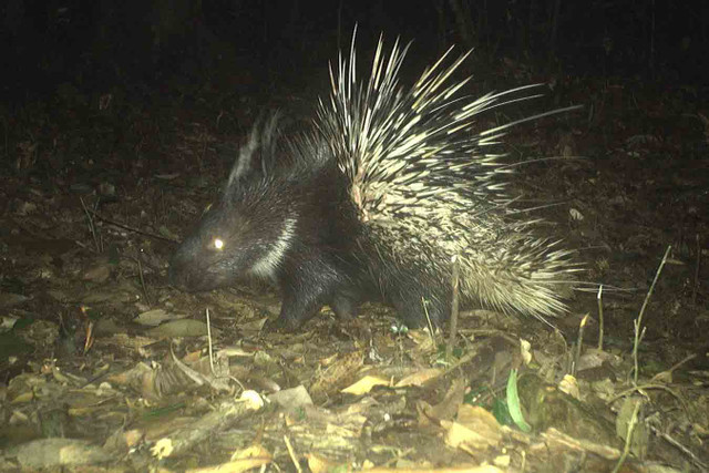 Cận cảnh các động vật quý hiếm ở Vườn Quốc gia Vũ Quang - Hình 14 Can canh cac dong vat quy hiem o Vuon Quoc gia Vu Quang-Hinh-14