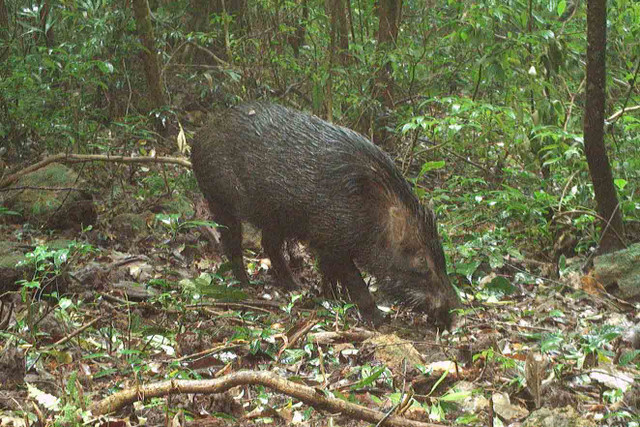 Cận cảnh các động vật quý hiếm ở Vườn Quốc gia Vũ Quang - Hình 12 Can canh cac dong vat quy hiem o Vuon Quoc gia Vu Quang-Hinh-12