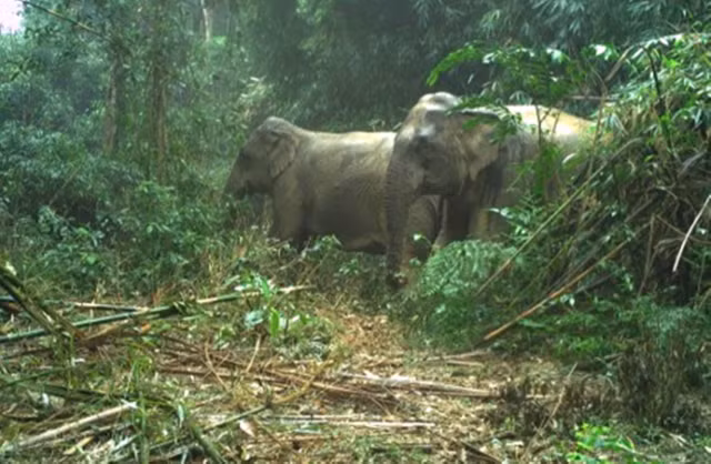 Can canh cac dong vat quy hiem o Vuon Quoc gia Vu Quang-Hinh-4