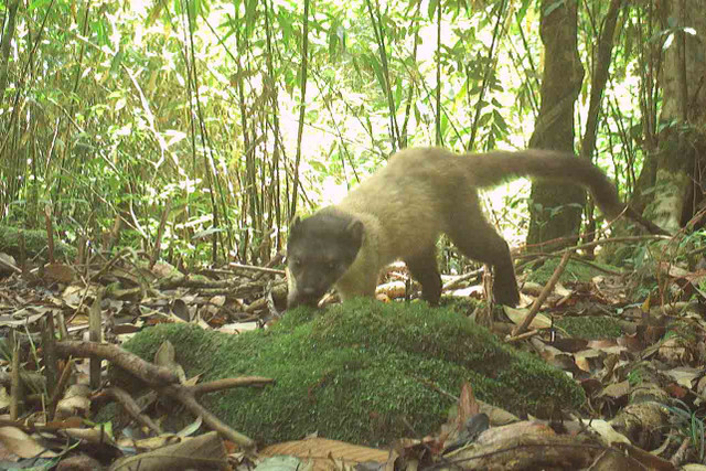 Cận cảnh các động vật quý hiếm ở Vườn Quốc gia Vũ Quang - Hình 6 Can canh cac dong vat quy hiem o Vuon Quoc gia Vu Quang-Hinh-6