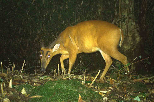 Cận cảnh các động vật quý hiếm ở Vườn Quốc gia Vũ Quang - Hình 11 Can canh cac dong vat quy hiem o Vuon Quoc gia Vu Quang-Hinh-11