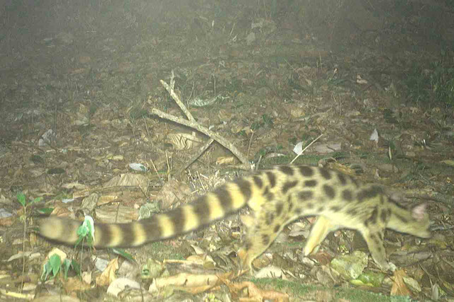 Cận cảnh các động vật quý hiếm ở Vườn Quốc gia Vũ Quang - Hình 15 Can canh cac dong vat quy hiem o Vuon Quoc gia Vu Quang-Hinh-15