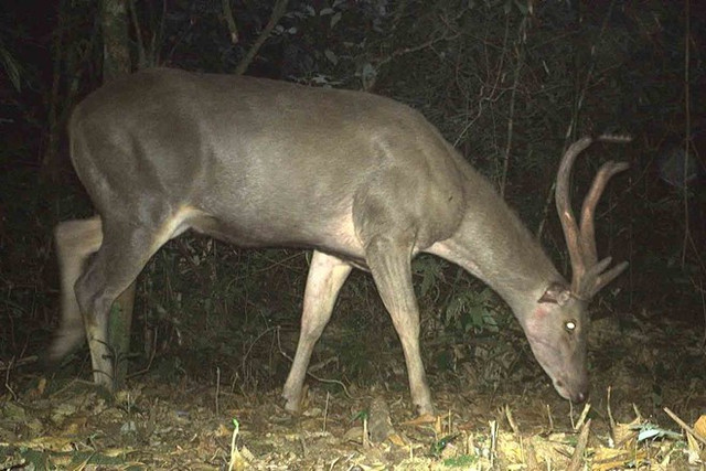 Cận cảnh các động vật quý hiếm ở Vườn Quốc gia Vũ Quang - Hình 8 Can canh cac dong vat quy hiem o Vuon Quoc gia Vu Quang-Hinh-8