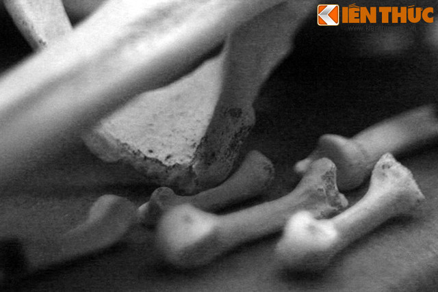 Bàng hoàng một bộ hài cốt không nguyên vẹn trong Bảo tàng Cần Thơ - Hình 4 Bang hoang mot bo hai cot khong nguyen ven trong Bao tang Can Tho-Hinh-4