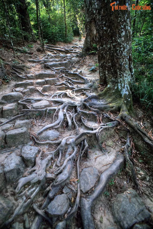 Kham pha hang cay trong co nhat Viet Nam-Hinh-14