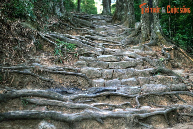 Khám phá hàng cây trồng cổ nhất Việt Nam - Hình 4 Kham pha hang cay trong co nhat Viet Nam-Hinh-4