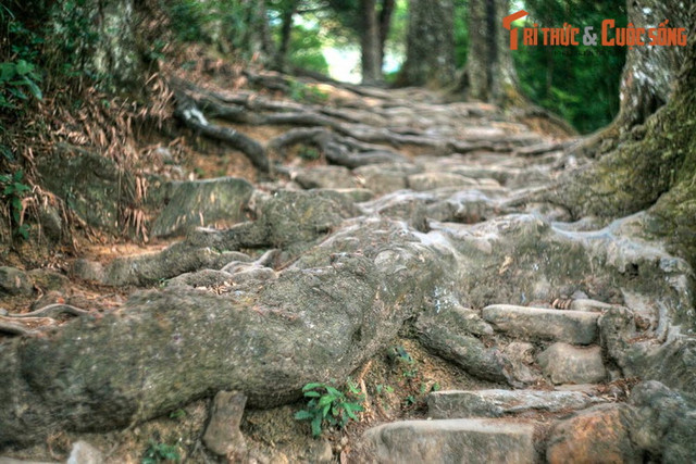 Khám phá hàng cây trồng cổ nhất Việt Nam - Hình 5 Kham pha hang cay trong co nhat Viet Nam-Hinh-5