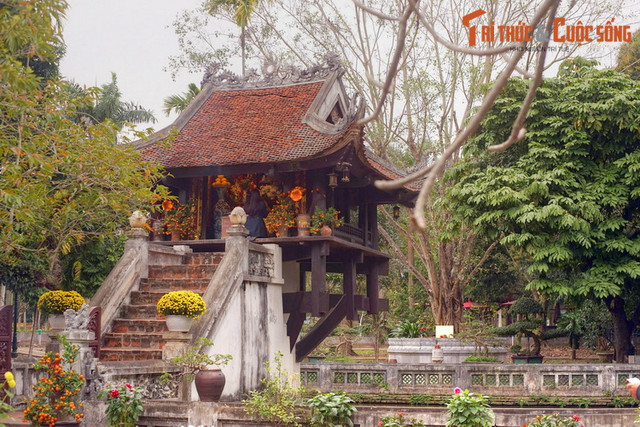 Hé lộ nguồn gốc đặc biệt của cây bồ đề ở chùa Một Cột He lo nguon goc dac biet cua cay bo de o chua Mot Cot