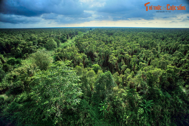 Lạc lối ở khu rừng đầm lầy than bùn có một không hai ở Việt Nam - Hình 2 Lac loi o khu rung dam lay than bun co mot khong hai o Viet Nam-Hinh-2