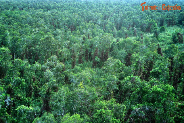 Lạc lối ở khu rừng đầm lầy than bùn có một không hai ở Việt Nam - Hình 6 Lac loi o khu rung dam lay than bun co mot khong hai o Viet Nam-Hinh-6