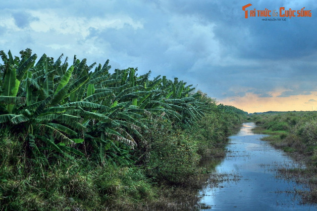 Lạc lối ở khu rừng đầm lầy than bùn có một không hai ở Việt Nam - Hình 8 Lac loi o khu rung dam lay than bun co mot khong hai o Viet Nam-Hinh-8