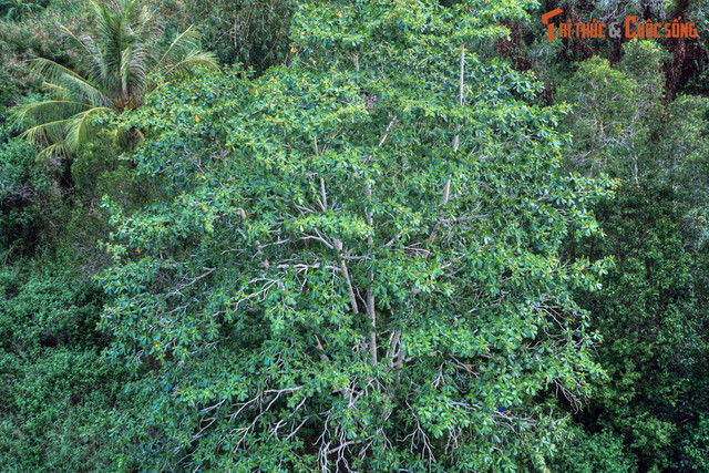 Lạc lối ở khu rừng đầm lầy than bùn có một không hai ở Việt Nam - Hình 7 Lac loi o khu rung dam lay than bun co mot khong hai o Viet Nam-Hinh-7