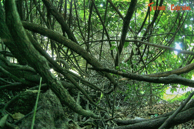 Co thu duoc 'phong than' o Thao Cam Vien Sai Gon-Hinh-4