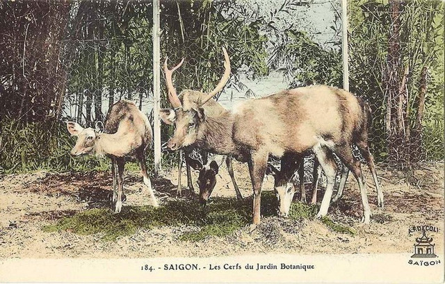 Du hí Thảo Cầm Viên Sài Gòn qua ảnh tô màu một thế kỷ trước - Hình 8 Du hi Thao Cam Vien Sai Gon qua anh to mau mot the ky truoc-Hinh-8