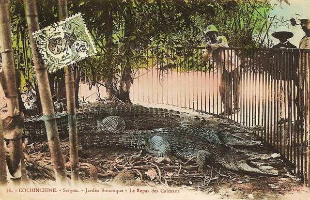 Du hí Thảo Cầm Viên Sài Gòn qua ảnh tô màu một thế kỷ trước - Hình 11 Du hi Thao Cam Vien Sai Gon qua anh to mau mot the ky truoc-Hinh-11