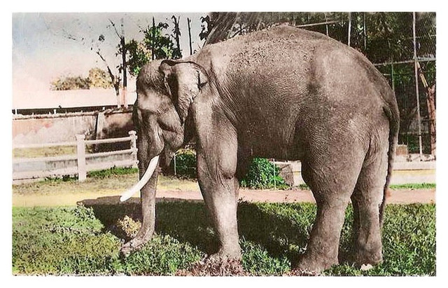 Du hí Thảo Cầm Viên Sài Gòn qua ảnh tô màu một thế kỷ trước - Hình 7 Du hi Thao Cam Vien Sai Gon qua anh to mau mot the ky truoc-Hinh-7