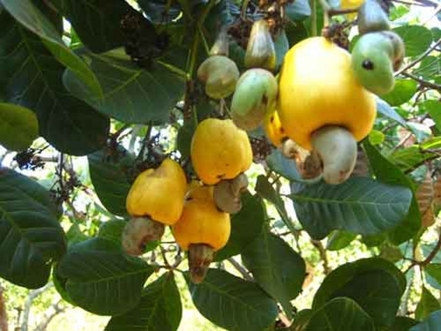 Cà phê và hạt điều giảm số lượng xuất khẩu trong 6 tháng đầu năm 2019 - Hình 2 Ca phe va hat dieu giam so luong xuat khau trong 6 thang dau nam 2019-Hinh-2