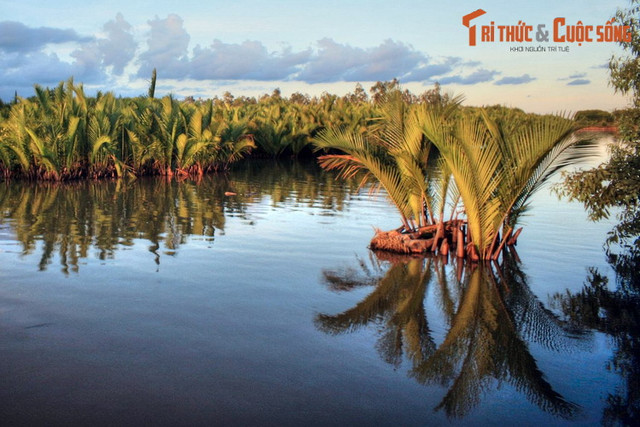 Cuộc sống trên sông nước tuyệt vời của Cà Mau - Hình 8 Cuoc song tren song nuoc tuyet voi cua Ca Mau-Hinh-8