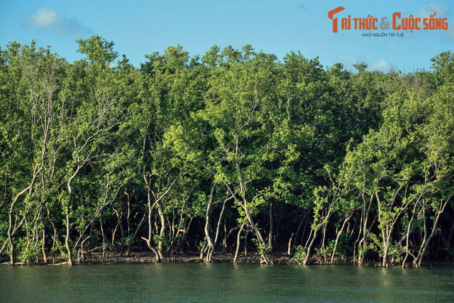 Cuộc sống trên sông nước tuyệt vời của Cà Mau - Hình 7 Cuoc song tren song nuoc tuyet voi cua Ca Mau-Hinh-7