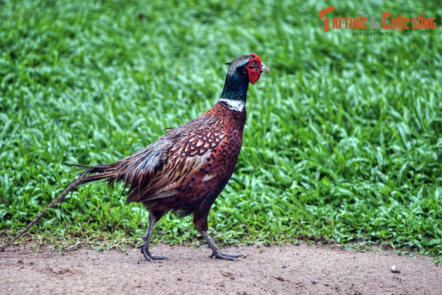 Ngất ngây ngắm vườn chim ở trung tâm Sài Gòn - Hình 8 Ngat ngay ngam vuon chim o trung tam Sai Gon-Hinh-8