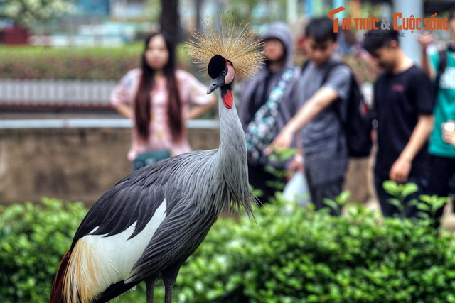 Ngất ngây ngắm vườn chim ở trung tâm Sài Gòn - Hình 3 Ngat ngay ngam vuon chim o trung tam Sai Gon-Hinh-3