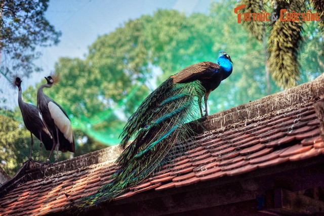 Ngất ngây ngắm vườn chim ở trung tâm Sài Gòn - Hình 14 Ngat ngay ngam vuon chim o trung tam Sai Gon-Hinh-14