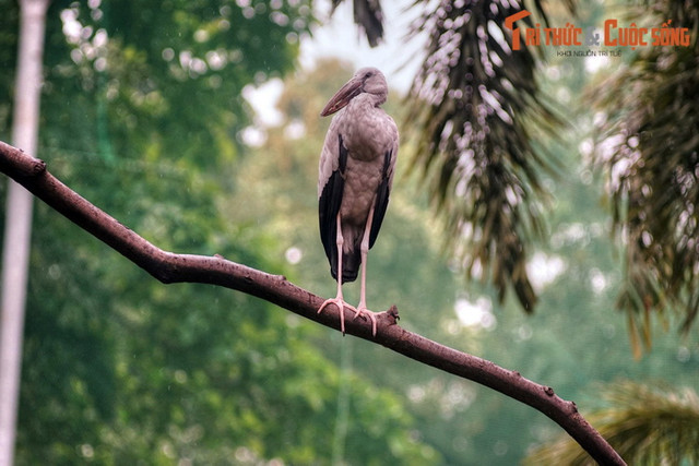 Ngất ngây ngắm vườn chim ở trung tâm Sài Gòn - Hình 10 Ngat ngay ngam vuon chim o trung tam Sai Gon-Hinh-10