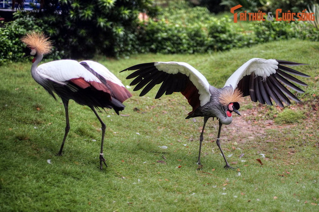Ngất ngây ngắm vườn chim ở trung tâm Sài Gòn - Hình 5 Ngat ngay ngam vuon chim o trung tam Sai Gon-Hinh-5