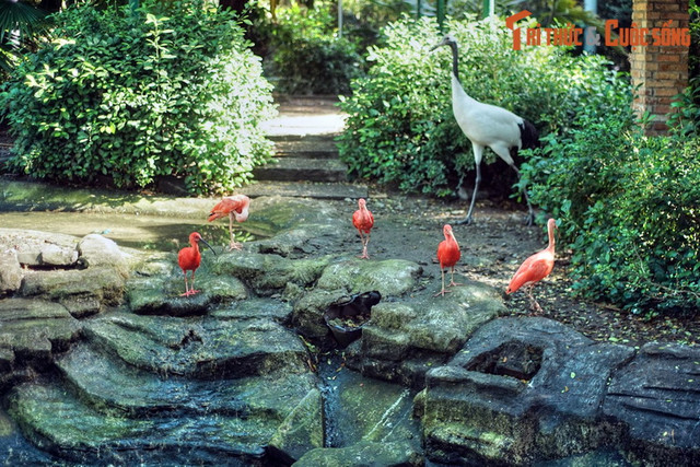 Ngất ngây ngắm vườn chim ở trung tâm Sài Gòn - Hình 7 Ngat ngay ngam vuon chim o trung tam Sai Gon-Hinh-7