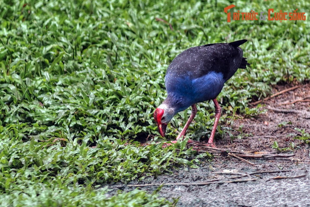 Ngất ngây ngắm vườn chim ở trung tâm Sài Gòn - Hình 9 Ngat ngay ngam vuon chim o trung tam Sai Gon-Hinh-9