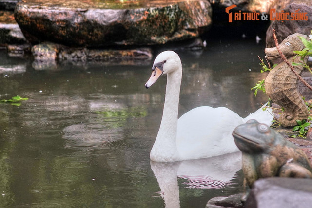 Ngất ngây ngắm vườn chim ở trung tâm Sài Gòn - Hình 12 Ngat ngay ngam vuon chim o trung tam Sai Gon-Hinh-12