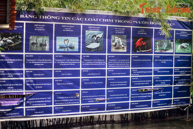 Ngất ngây ngắm vườn chim ở trung tâm Sài Gòn - Hình 15 Ngat ngay ngam vuon chim o trung tam Sai Gon-Hinh-15